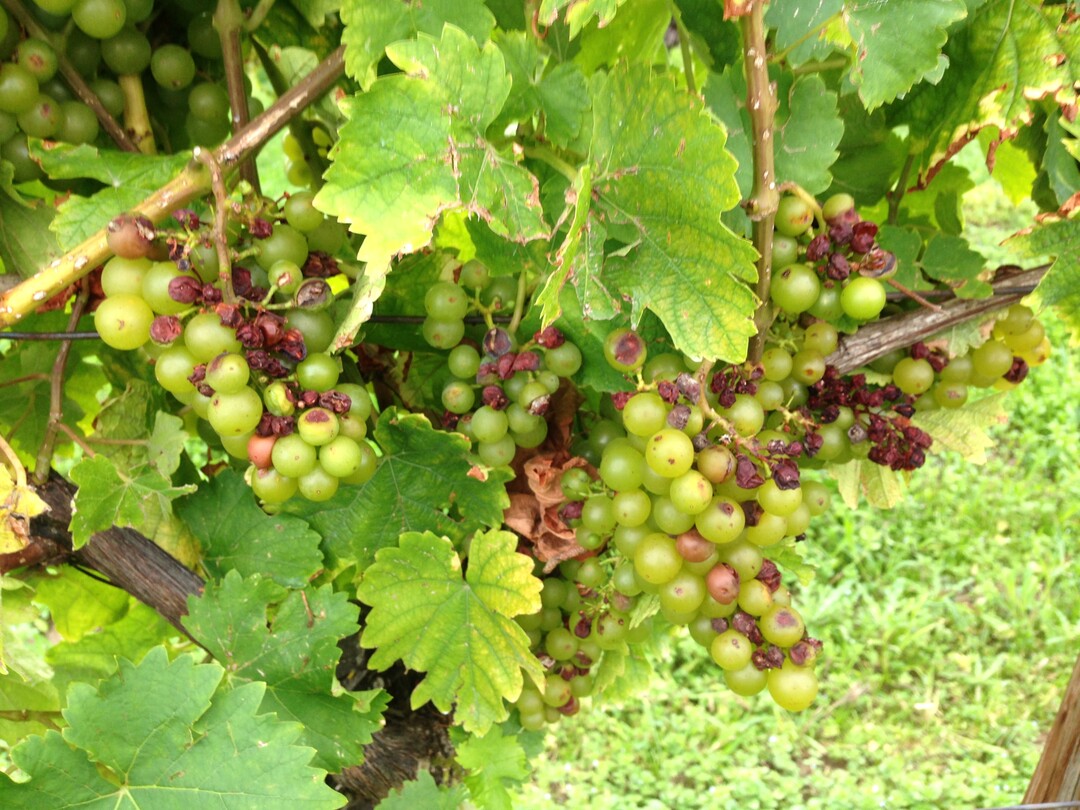 Ein Hagelschaden an Weintrauben von Anfang September.