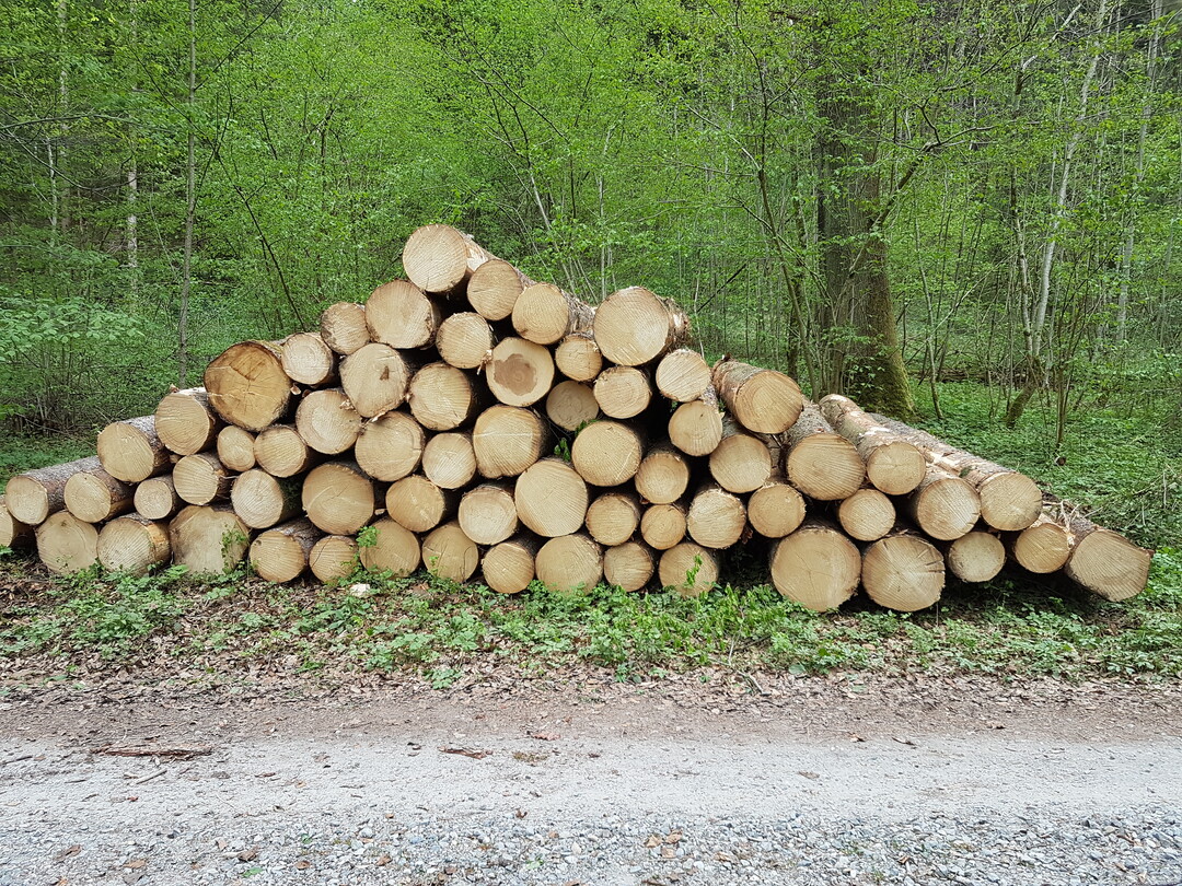 Der Schnittholzmarkt ist rückläufig. Die Sägewerke produzieren aktuell überwiegend unter dem sonst üblichen Niveau.