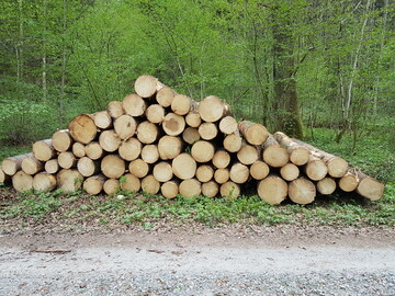 Der Schnittholzmarkt ist r�ckl�ufig. Die S�gewerke produzieren aktuell �berwiegend unter dem sonst �blichen Niveau.