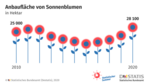 Die Anbaufläche von Sonnenblumen erreicht 2020 den Höhepunkt der letzten zehn Jahre.