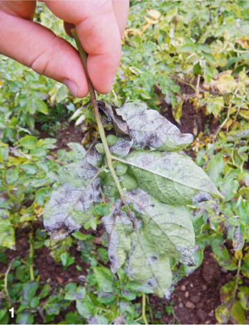 Vor allem bei sporulierendem Krautf�ulebefall sind sofort Stoppspritzungen durchzuf�hren. In 2016 hat sich gezeigt, dass unmittelbar nach Feststellung des Befalls eine sofortige Behandlungsma�nahme notwendig war. Stunden fr�her oder sp�ter waren entscheidend f�r Erfolg oder Misserfolg.