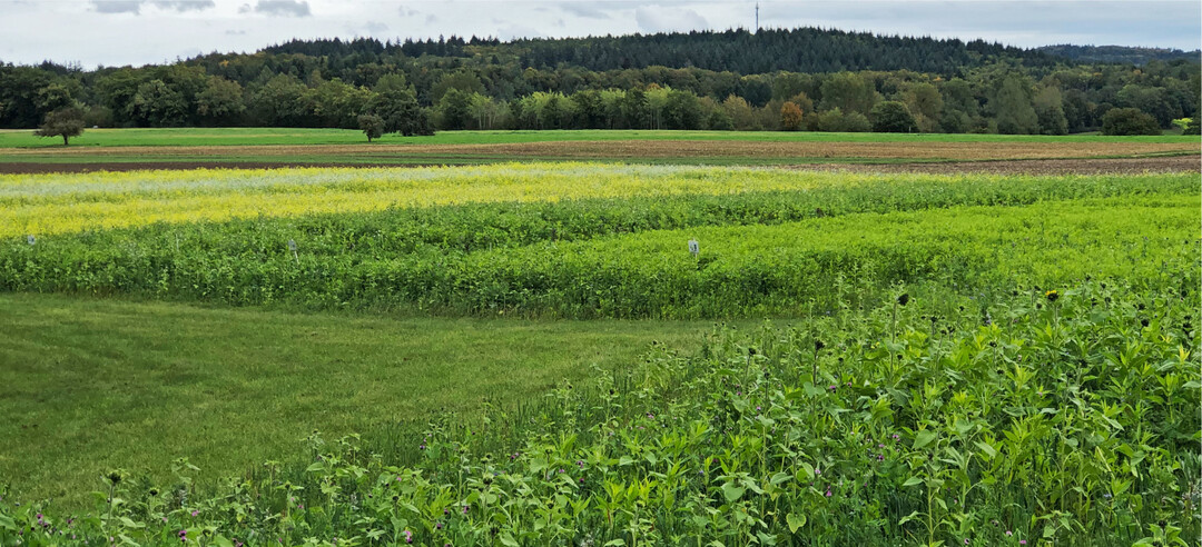 Hinten links bl�hende Kruziferenmischungen, vorne rechts nicht bl�hende kruziferenfreie Mischungen bei gleichem Aussaatdatum.