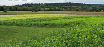 Hinten links bl�hende Kruziferenmischungen, vorne rechts nicht bl�hende kruziferenfreie Mischungen bei gleichem Aussaatdatum.