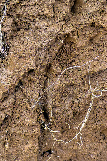 In Regenwurmr�hren oder alten Wurzelkan�len kann sich Wasser schnell und ungehindert durch das Bodenprofil bewegen.