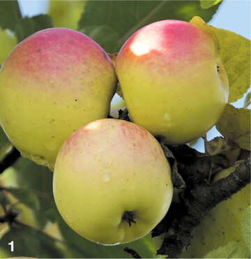 Bittenfelder S�mling