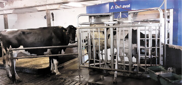 Ein gebrauchter, general�berholter Melkroboter verringert die Anschaffungskosten. So auch auf dem Bioland-Hof Fallengrund der Familie L�ffler.