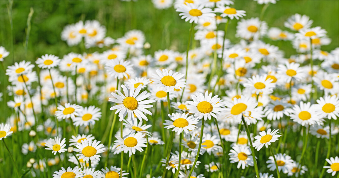 Die strahlenden Bl�ten der Margerite stimmen uns heiter. Ein solches Bild als PC-Hintergrund oder f�rs Smartphone hilft bei jedem Hinschauen, dass sich auch das Gesicht entspannt.