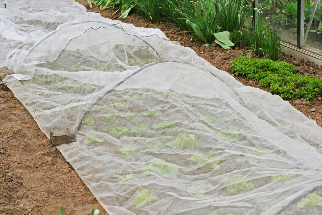 Kulturschutz- oder Gem�sefliegennetze sind der wirksamste Schutz gegen den Befall durch Gem�sefliegen.