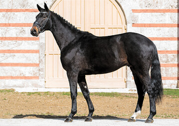 Zweitteuerstes Pferd bei der Marbacher Onlineauktion 2021 war der erst dreij�hrige Cantonnier v. Canto.