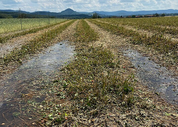 Hagel- und Starkregensch�den im Landkreis Reutlingen, an Erdbeeren. 