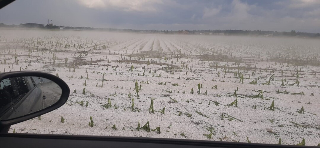 Hagelschäden am Mais im Raum Aying.