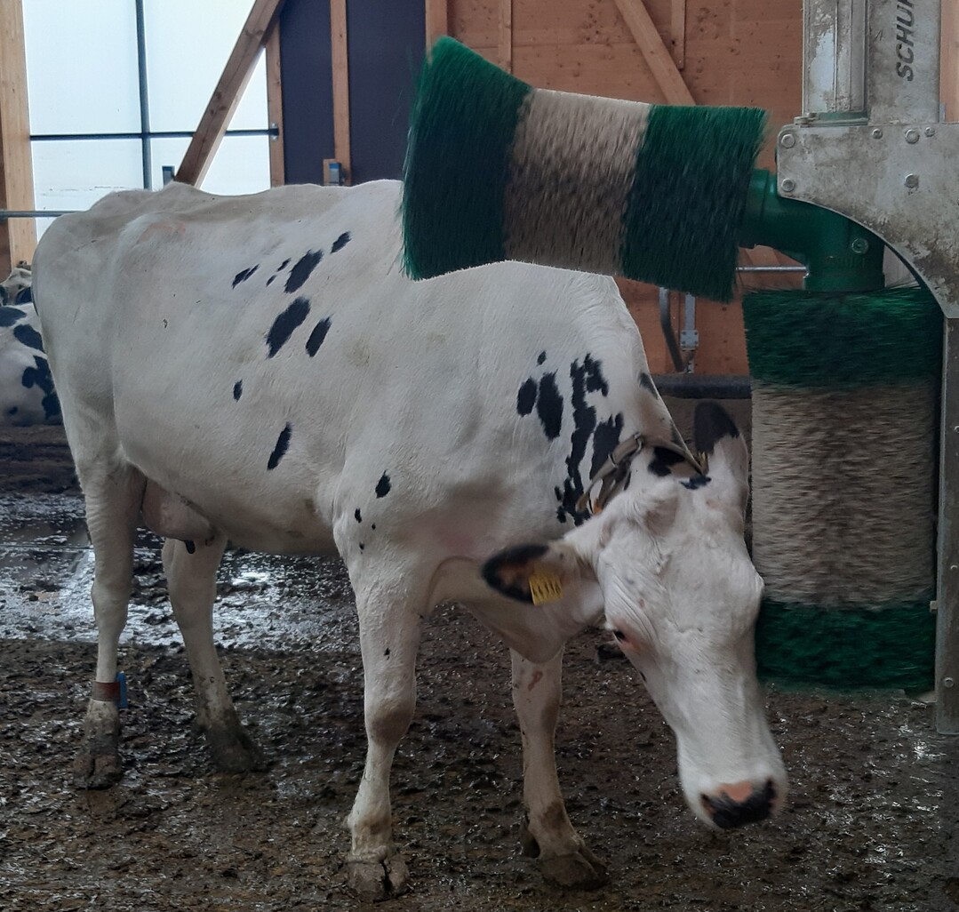 K�he starten Kuhb�rsten gern mit dem Kopf.