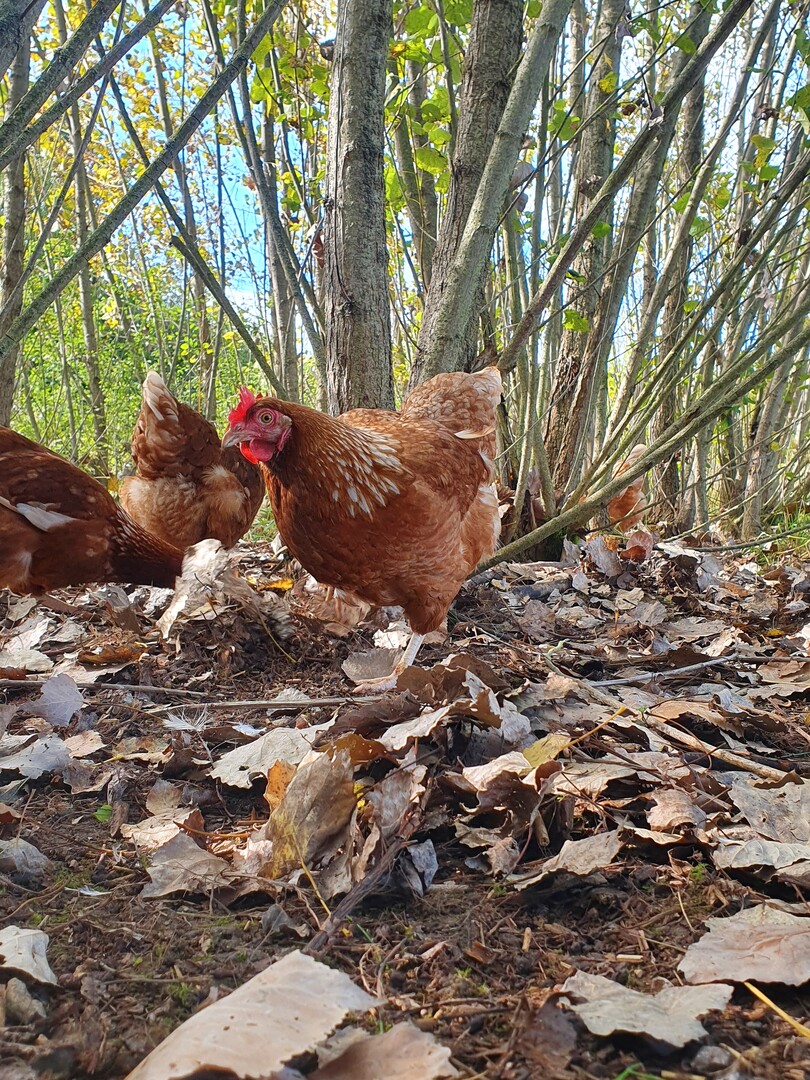 Kurzumtriebsplantage bieten eine artgerechte Umgebung f�r die ehemaligen Waldv�gel.