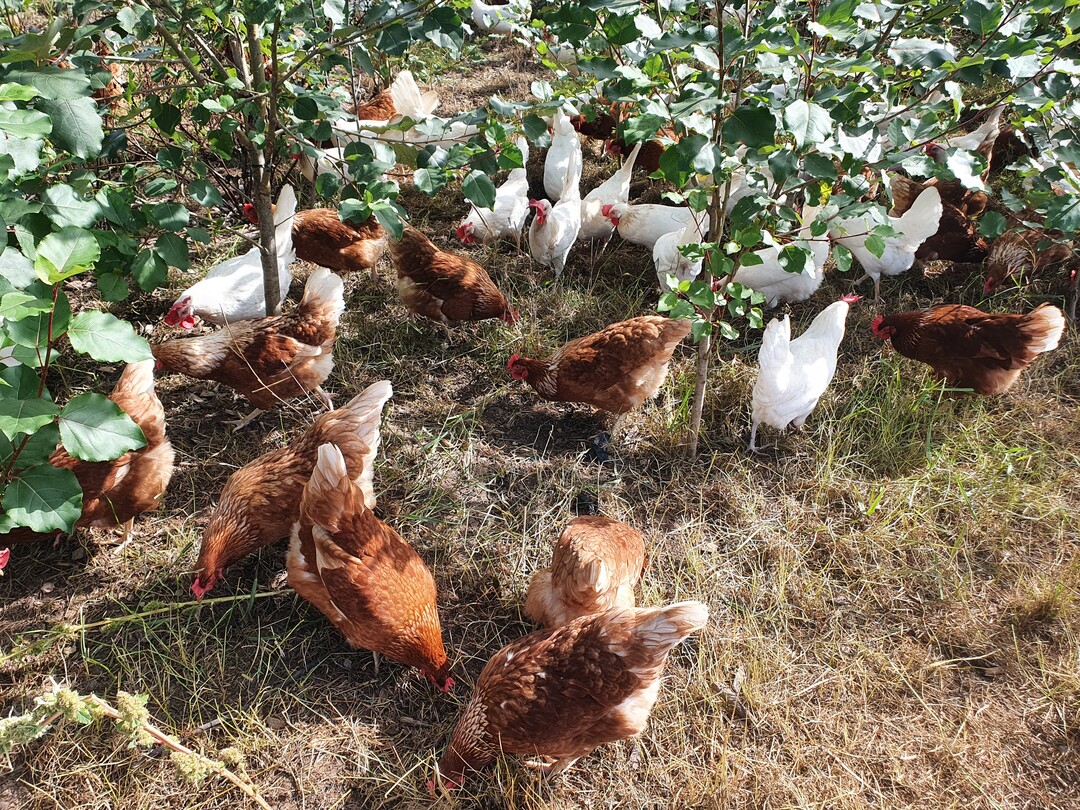  Diese Pappeln wurden 2020 nachgesteckt. Darunter f�hlen sich die Hennen sicher. 