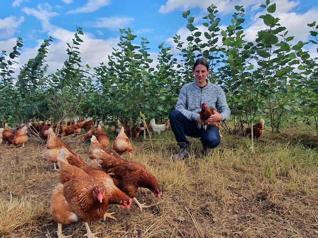 Die H�hnerhaltung in der Kurzumtriebsplantage bringt fast nur Vorteile, findet Philipp W�rner.