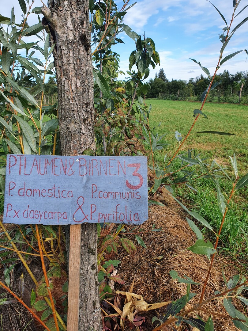 17 Pflaumen- und vier Birnensorten werden zur Zeit auf die Eignung für das brandenburgische Klima getestet.