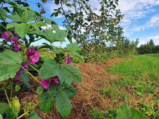 Die Plantage soll nicht nur Menschen ernähren, sondern auch Insekten, die hier das ganze Jahr über Blüten und Unterschlupf finden.