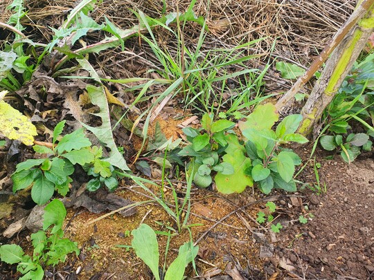 Alle paar Zentimeter steht ein Baumsämling. Die Stärksten werden später selektiert.