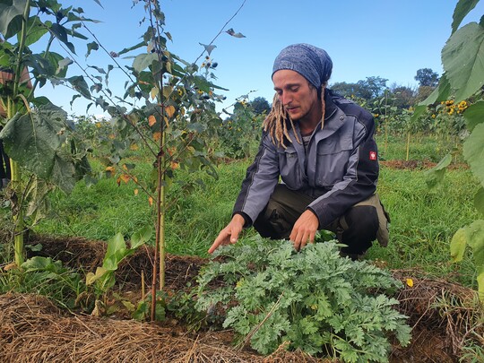 Den Bäumen hat de Vries krautige Pflanzen an die Seite gestellt, die die noch zarten Sämlinge beschatten.