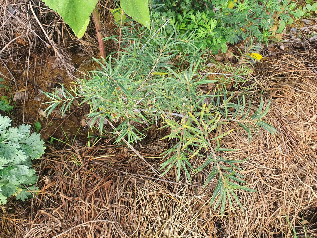 Sanddorn soll als Pioniergehölz die ersten Früchte der Plantage liefern.