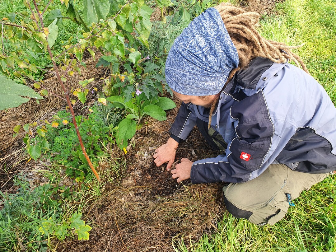 Renke de Vries präsentiert den Boden unter der Mulchschicht...