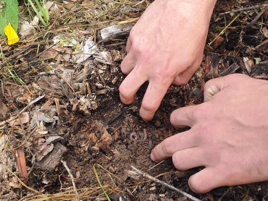 ... Unter dem feuchten, lockeren Substrat fühlen sich auch Regenwürmer wohl.