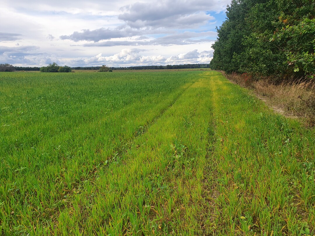 In der Konkurrenzzone mit den Eichen sind die Halme deutlich weniger gr�n.