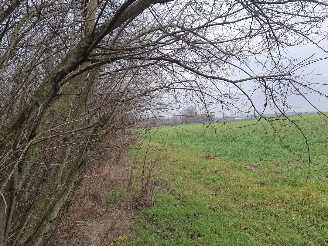 Eine Hecke speichert weniger Kohlenstoff als beispielsweise ein Korkeichenwald.