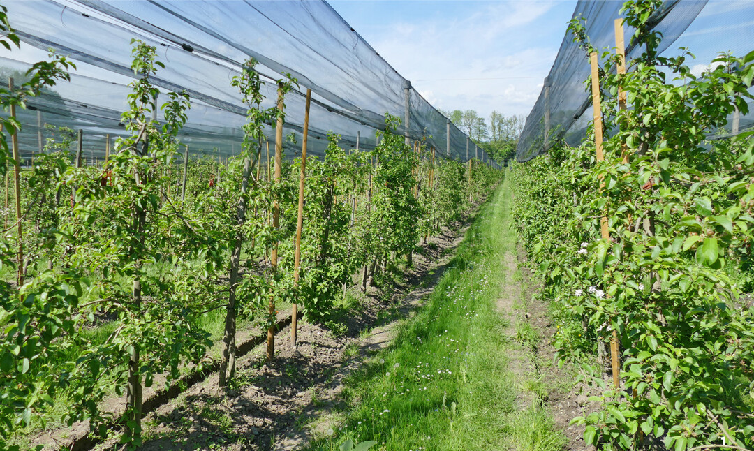 Apfelanlage im Biohof Hund bei Meckenbeuren.