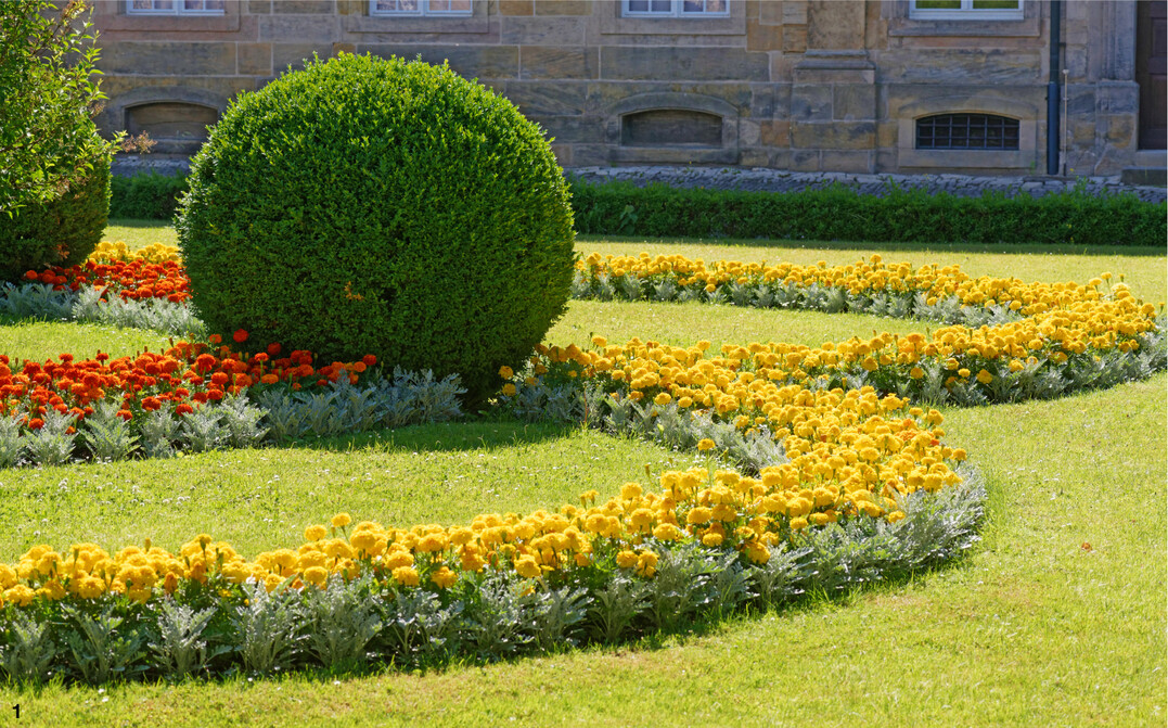 Tagetesrabatten in einem Park. In dieser Form werden die Studentenblumen h�ufig verwendet.