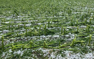 Bayern: Hagel hat in einem Maisbestand einen Totalschaden verursacht.