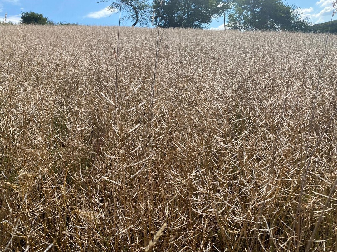 Aufgeschlagene und ausgeschlagene Schoten: Hagelschäden an Raps nach dem Unwetter vom 25. Juli dieses Jahres.
