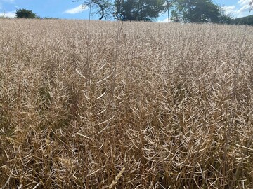 Aufgeschlagene und ausgeschlagene Schoten: Hagelsch�den an Raps nach dem Unwetter vom 25. Juli dieses Jahres.