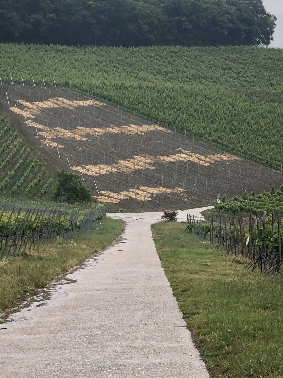 Strohbarrikaden dienen in steileren Jungfeldern als Erosionsschutz.
