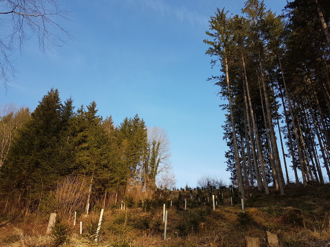 Auf den Schadholzfl�chen muss nachgepflanzt werden. Insbesondere die Fichtenw�lder leiden stark unter der D�rre der Vorjahre.