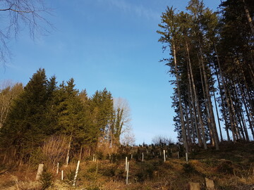 Auf den Schadholzflächen muss nachgepflanzt werden. Insbesondere die Fichtenwälder leiden stark unter der Dürre der Vorjahre.