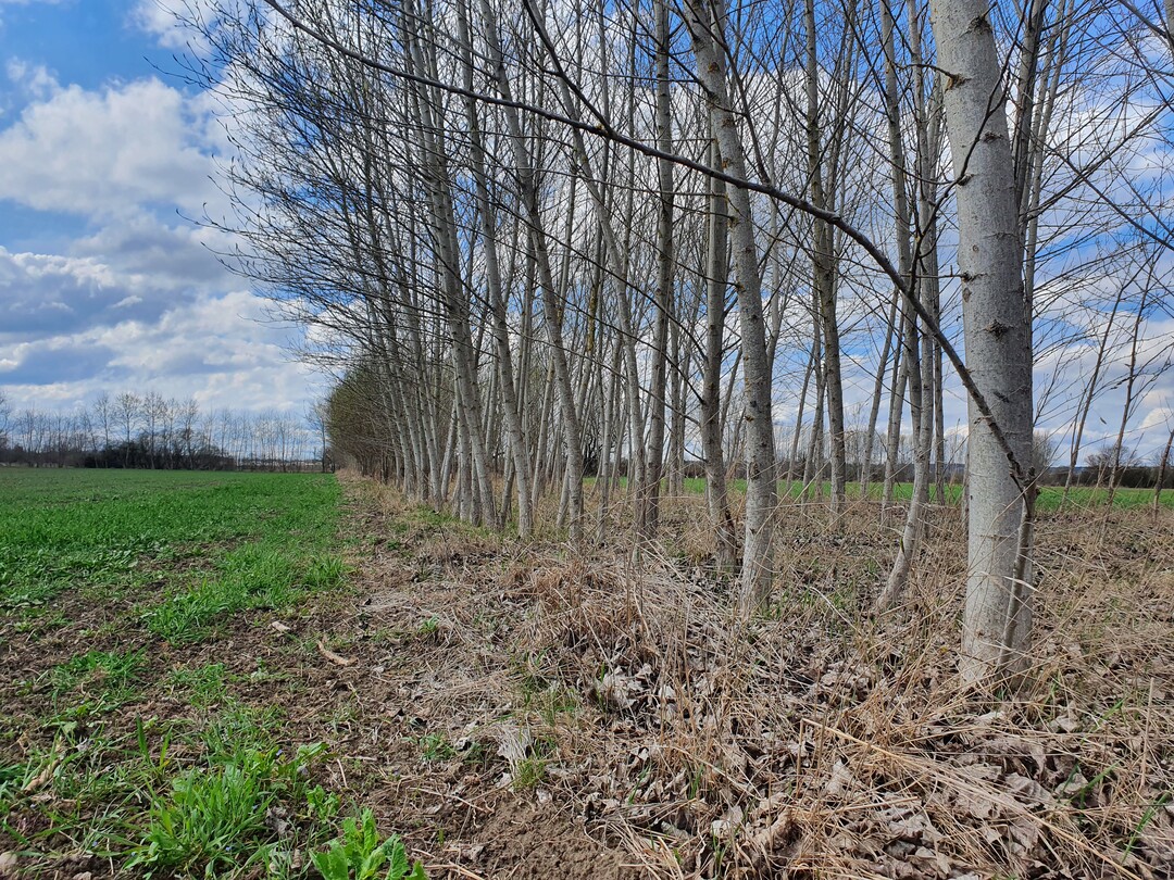 Agroforstsysteme werden derzeit nicht staatlich gefördert.