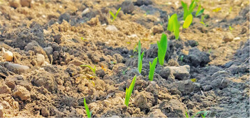 Mais ist beim Aufwuchs gegen�ber Konkurrenzpflanzen besonders sensibel.