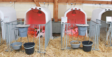 In Einzeliglus ist die Qualit�t der Luft besser als in einem geschlossenen Stallgeb�ude. Das f�rdert die Gesundheit und Fitness der K�lber.