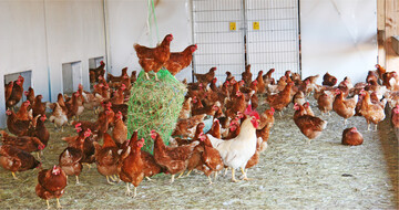 Wenn Management, F�tterung und Gesundheitsvorsorge stimmen, bleiben die Hennen gesund und leistungsf�hig.