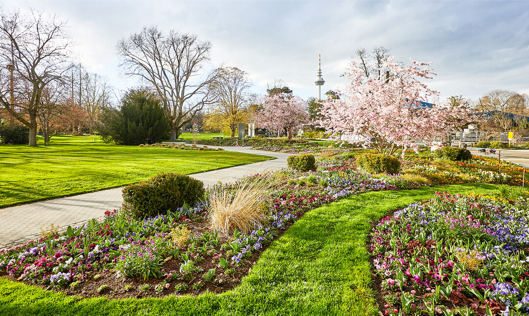 Im Luisenpark begeistert ein Blumenmeer.