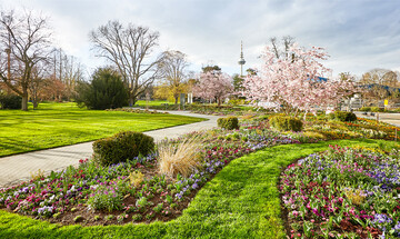 Im Luisenpark begeistert ein Blumenmeer.