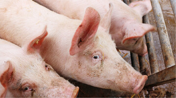 Gro�e Herausforderungen am Fleischmarkt: Die M�ller Gruppe ist bei der Schlachtung von Programmschweinen der Haltungsform 3 und 4 in S�ddeutschland f�hrend.