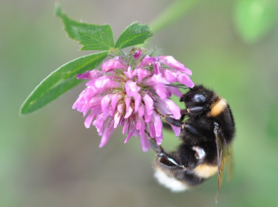 Erdhummel an Rotkleebl�te.