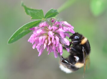 Erdhummel an Rotkleebl�te.