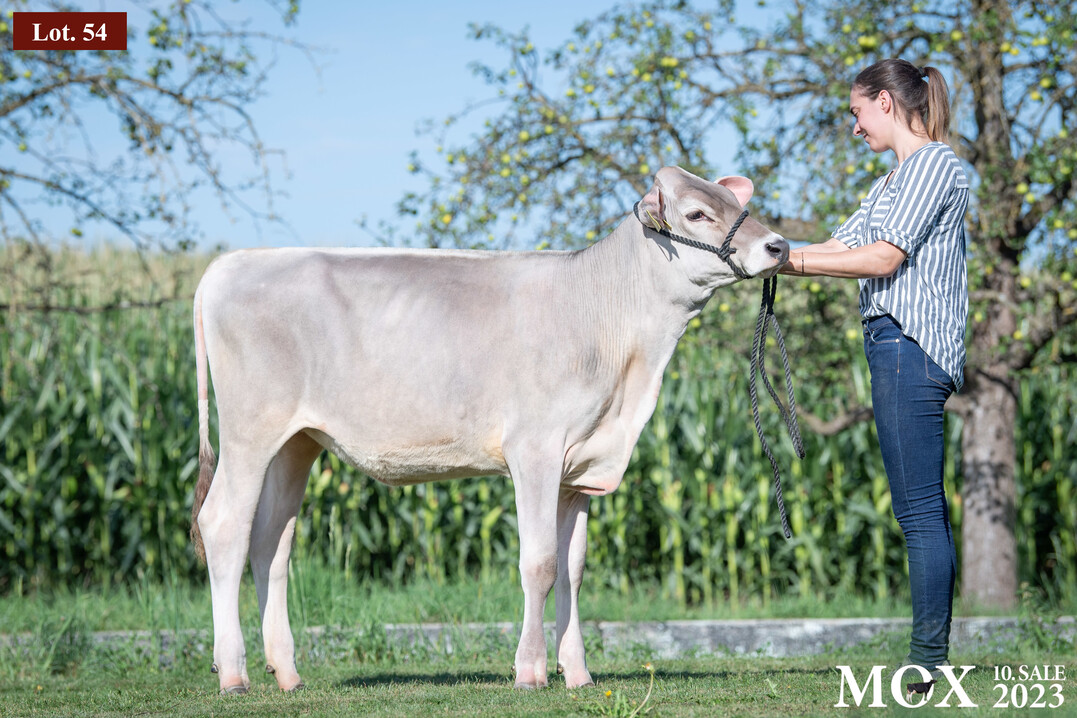Heiß begehrt bei Brown Swiss - Lot 54 Stockingen Dairy Barca Legal