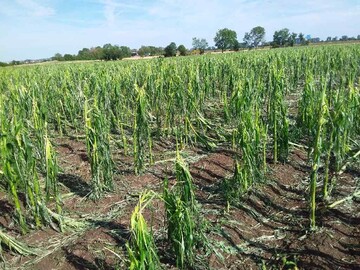 Besch�digter Mais in Langenau