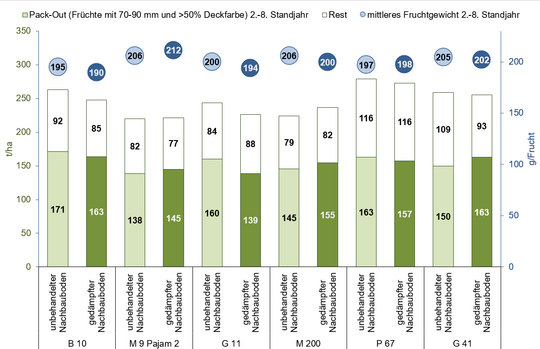 Ergebnisse aus einem Versuch in Klein-Altendorf. Apfelsorte SQ 159 (Natyra/Magic Star) veredelt auf verschiedene Apfelunterlagen und gepflanzt in unbehandelten Apfel-Nachbauboden sowie ged�mpften (desinfizierten) Nachbauboden. Pack-Out (Fr�chte mit 70-90 mm Durchmesser und >50 % Anteil roter Deckfarbe) in t/ha und mittleres Fruchtgewicht in g. 2. bis 8. Standjahr zusammengefasst. Bodenverh�ltnisse: L�sslehm mit Tr�pfchenbew�sserung.