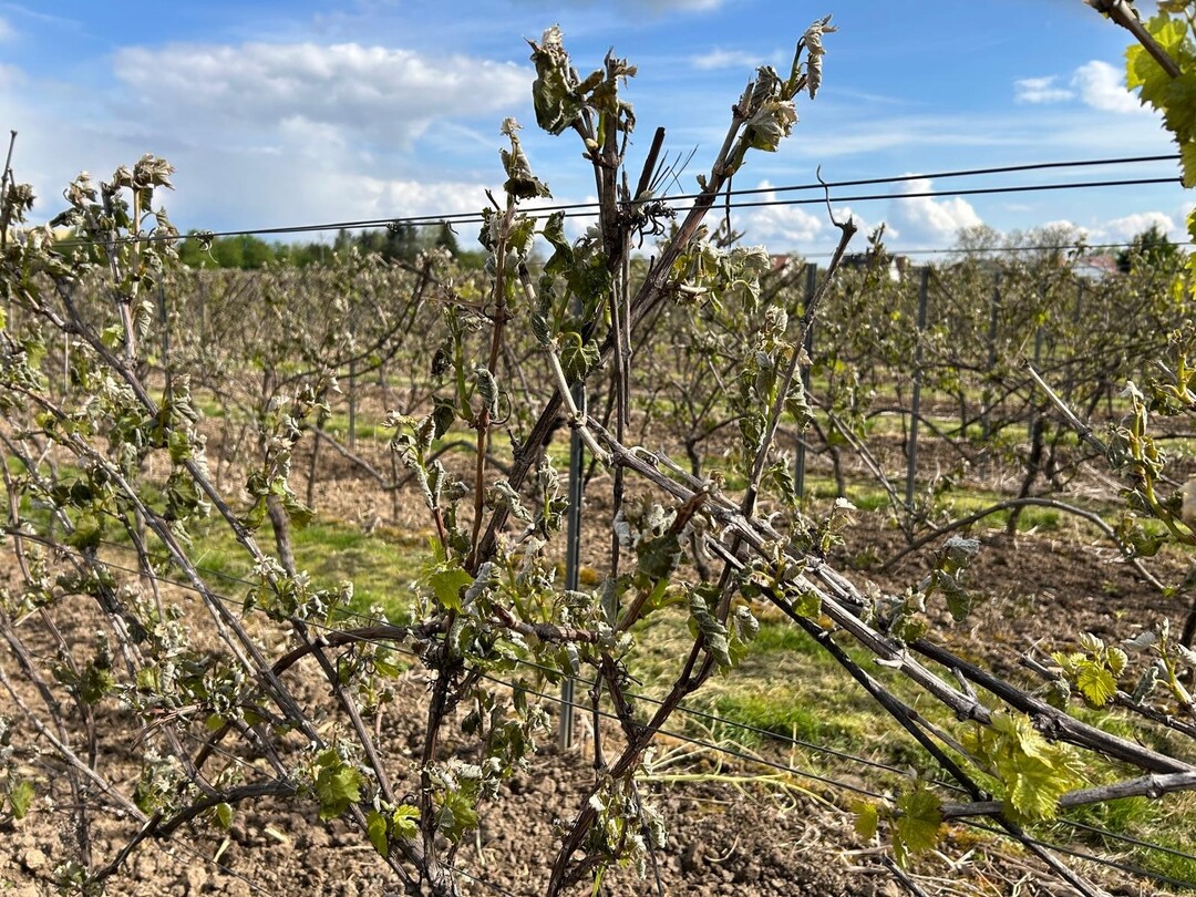 Der K�lteeinbruch mit Frostn�chten hat im Wein- und Obstbau zu massiven Sch�den gef�hrt.&nbsp;