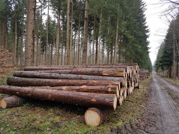 Der Holzeinschlag soll nach den Pl�nen zum neuen Bundeswaldgesetz in den Hintergrund geraten. Das ist ein wesentlicher Grund daf�r, warum die Verb�nde der Waldbesitzer den Gesetzesentwurf durch die Bank ablehnen. Sie sehen sich ihrer Grundrechte beraubt und f�rchten zudem noch mehr B�rokratie. Eine Flut von neuen Verfahren k�nnte die Verwaltungen regelrecht lahmlegen.